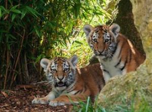Тигры в африке Живут ли тигры в африке и почему